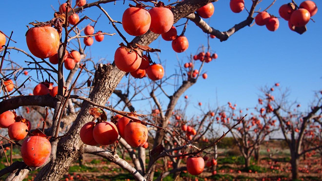 Hái trái cây mùa thu - hoạt động đáng trải nghiệm tại Nhật Bản